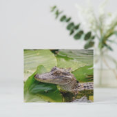 Young Alligator Briefkaart (Staand voorkant)