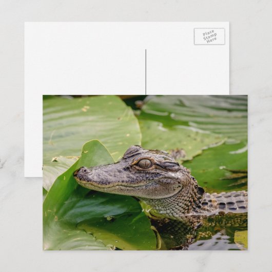 Young Alligator Briefkaart (Voorkant / Achterkant)