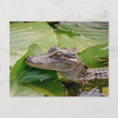 Young Alligator Briefkaart (Voorkant)