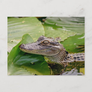 Young Alligator Briefkaart
