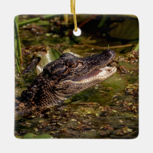 Young Alligator Keramisch Ornament (Voorkant)