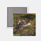 Young Alligator Magneet (Voorkant / Achterkant)
