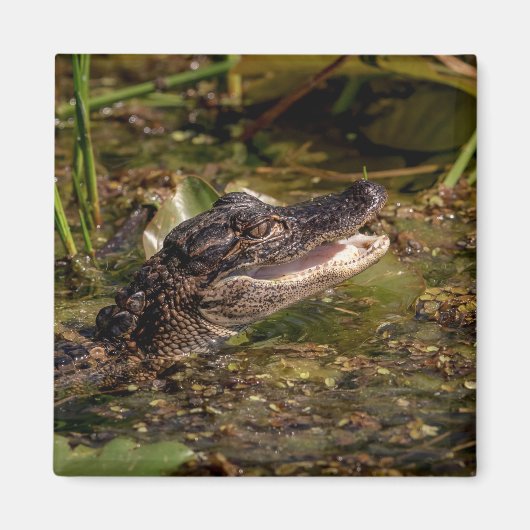 Young Alligator Magneet (Voorkant)