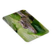 Young Alligator Magneet (Rechterzijde)