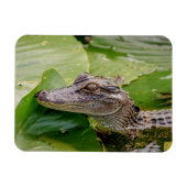 Young Alligator Magneet (Horizontaal)