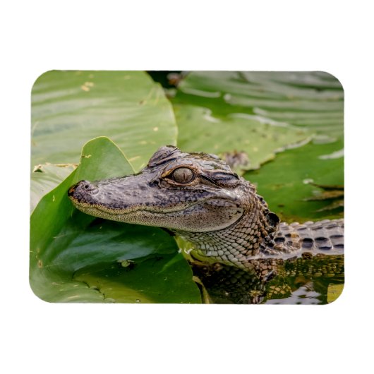 Young Alligator Magneet (Horizontaal)