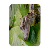 Young Alligator Magneet (Verticaal)
