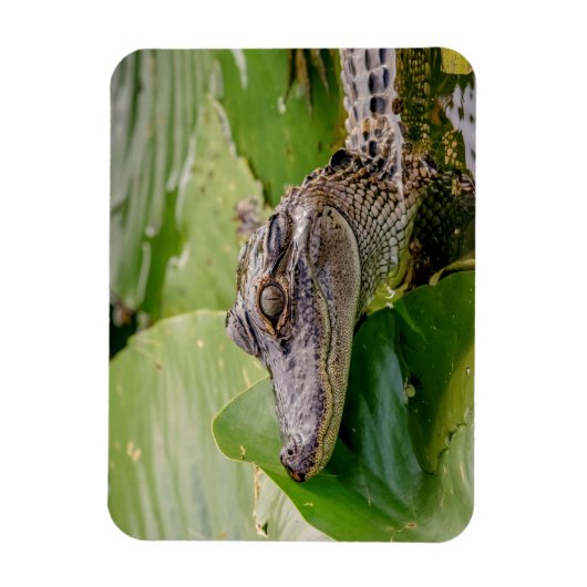 Young Alligator Magneet (Verticaal)