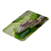Young Alligator Magneet (Linkerzijde)