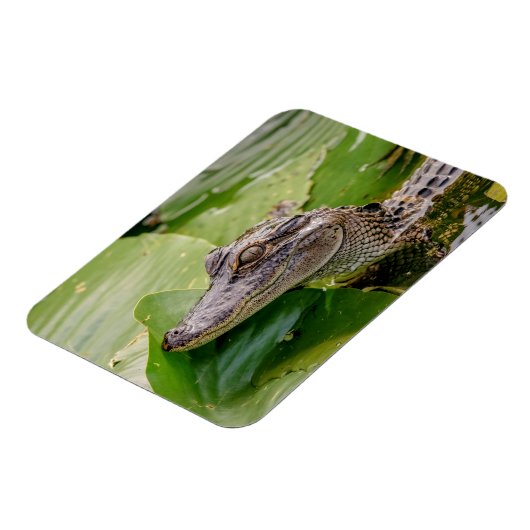 Young Alligator Magneet (Linkerzijde)