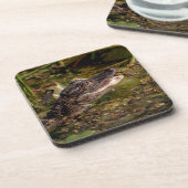 Young Alligator Onderzetter (Linkerzijde)