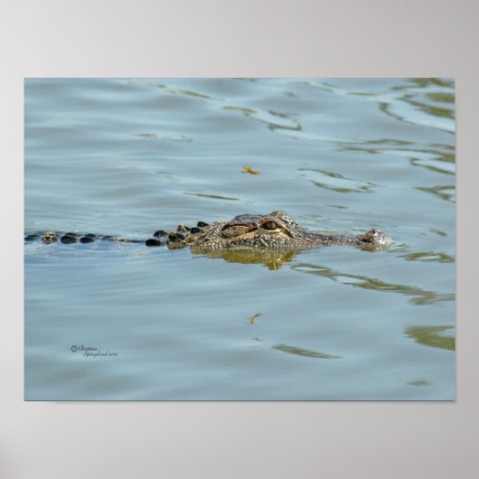 Young Alligator Poster (Voorkant)