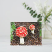 Young Amanita muscaria Briefkaart (Staand voorkant)
