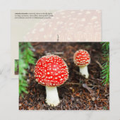 Young Amanita muscaria Briefkaart (Voorkant / Achterkant)