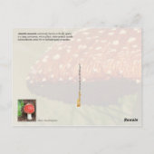 Young Amanita muscaria Briefkaart (Achterkant)