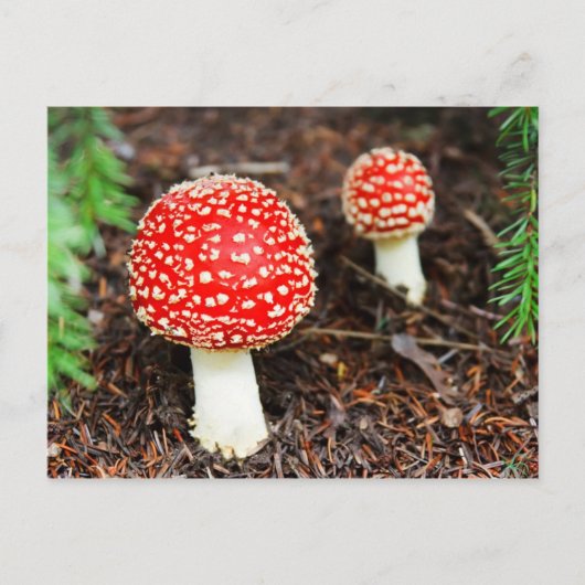 Young Amanita muscaria Briefkaart (Voorkant)