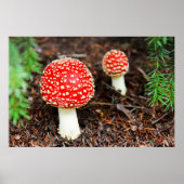 Young Amanita muscaria Poster (Voorkant)