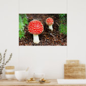 Young Amanita muscaria Poster (Keuken)