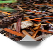 Young Amanita muscaria Poster (Hoek)