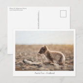 Young Arctic Fox in Svalbard Briefkaart (Voorkant / Achterkant)