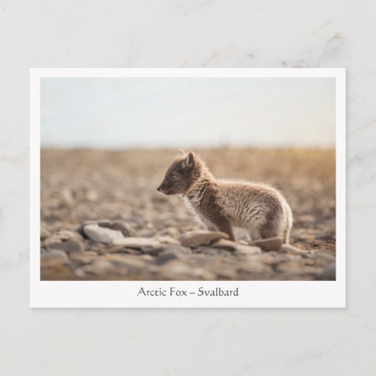 Young Arctic Fox in Svalbard Briefkaart (Voorkant)