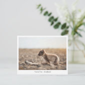 Young Arctic Fox in Svalbard Briefkaart (Staand voorkant)