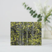 Young Aspen Trees Briefkaart (Staand voorkant)