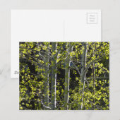 Young Aspen Trees Briefkaart (Voorkant / Achterkant)