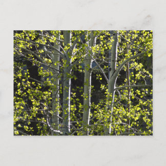 Young Aspen Trees Briefkaart