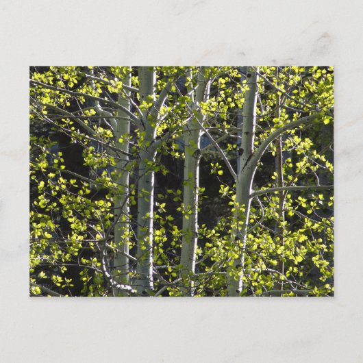 Young Aspen Trees Briefkaart (Voorkant)