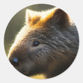 Young Australian Wombat, Stickers (Voorkant)