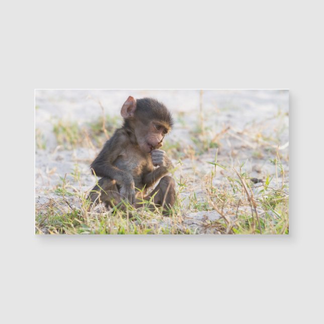 Young Baboon (Voorkant)