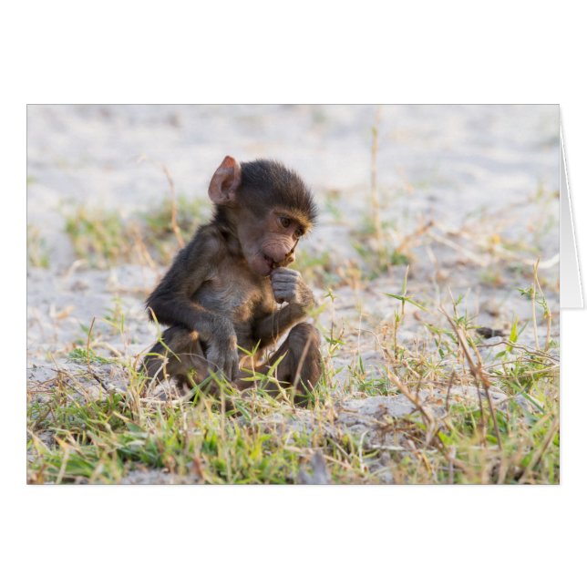 Young Baboon (Voorkant Horizontaal)