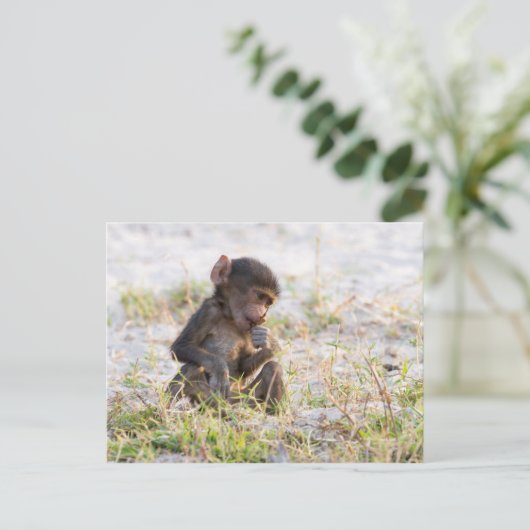Young Baboon Briefkaart (Staand voorkant)