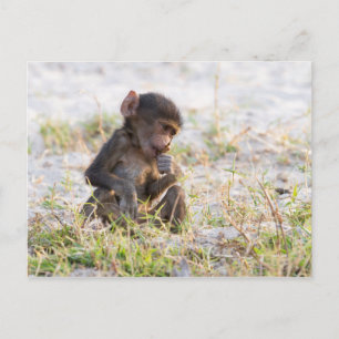 Young Baboon Briefkaart