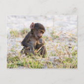 Young Baboon Briefkaart (Voorkant)