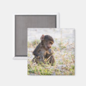 Young Baboon Magneet (Voorkant / Achterkant)
