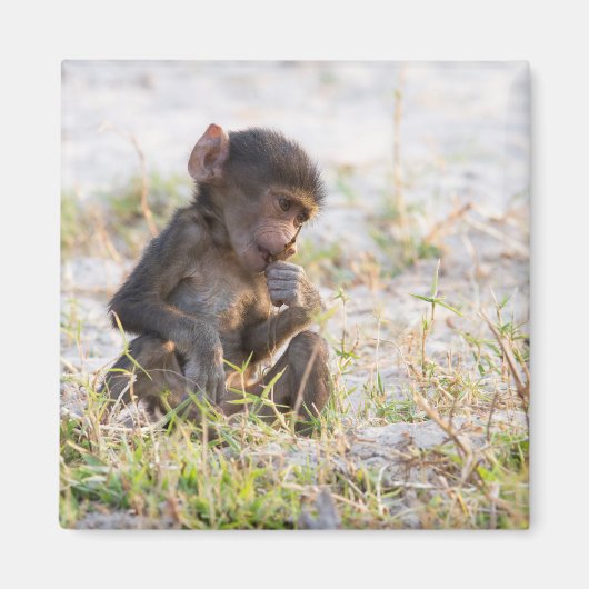 Young Baboon Magneet (Voorkant)