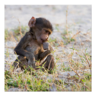 Young Baboon Perfect Poster