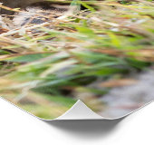 Young Baboon Perfect Poster (Hoek)