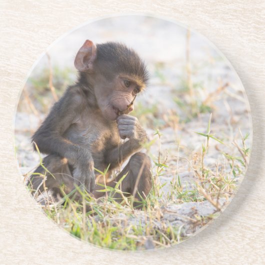 Young Baboon Zandsteen Onderzetter (Voorkant)