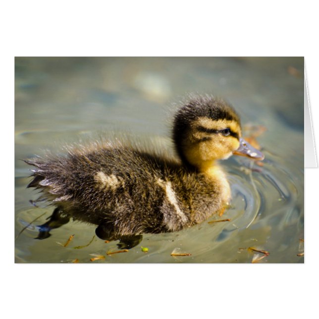 Young Baby Duck (Voorkant Horizontaal)