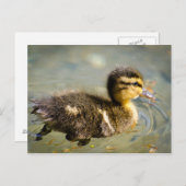 Young Baby Duck Briefkaart (Voorkant / Achterkant)