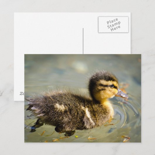 Young Baby Duck Briefkaart (Voorkant / Achterkant)