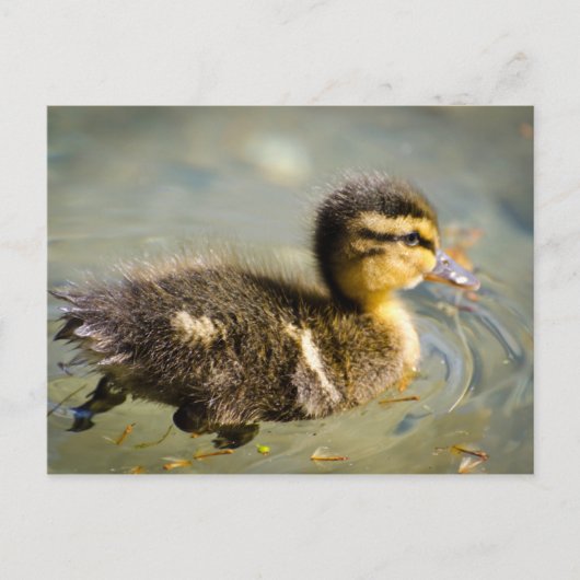 Young Baby Duck Briefkaart (Voorkant)