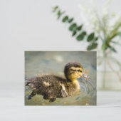 Young Baby Duck Briefkaart (Staand voorkant)