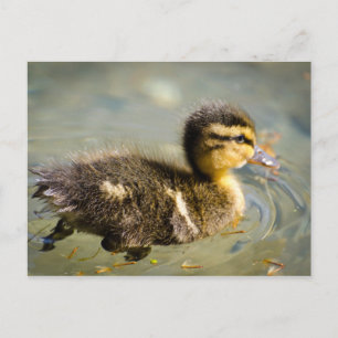 Young Baby Duck Briefkaart