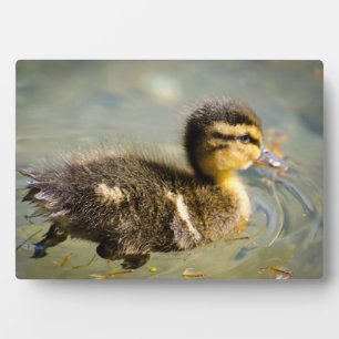 Young Baby Duck Fotoplaat