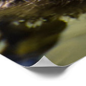 Young Baby Duck Poster (Hoek)