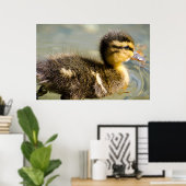 Young Baby Duck Poster (Thuiskantoor)